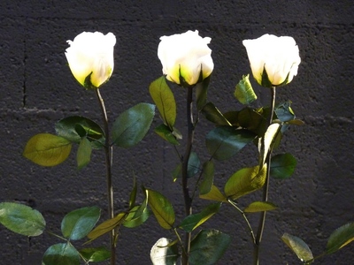 3 roses blanches sur pierre