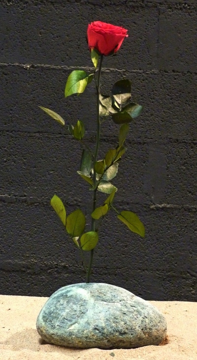 Une rose rouge sur piere verte