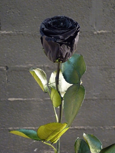 Une rose noire sur colonne en pierre