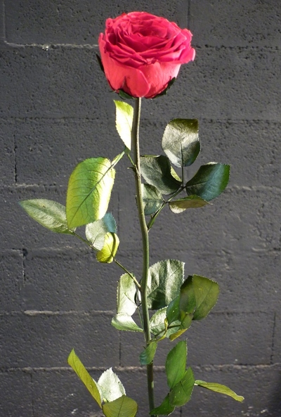 Une rose rouge sur piere verte