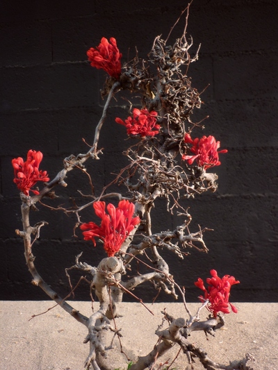 Arbre à fleurs rouge