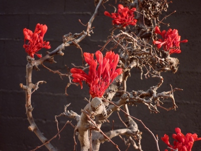 Arbre à fleurs rouge