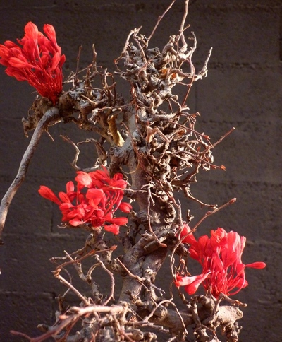 Arbre à fleurs rouge