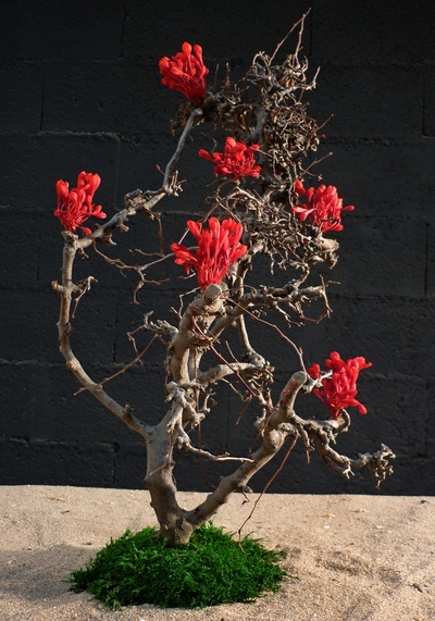 Arbre à fleurs rouge