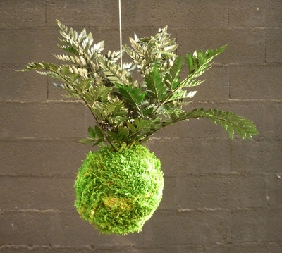 kokedama fougère cuir