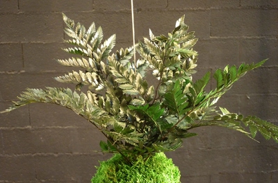 kokedama fougère cuir