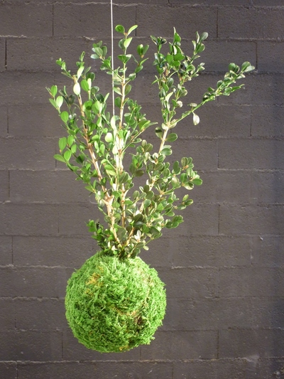 kokedama buis