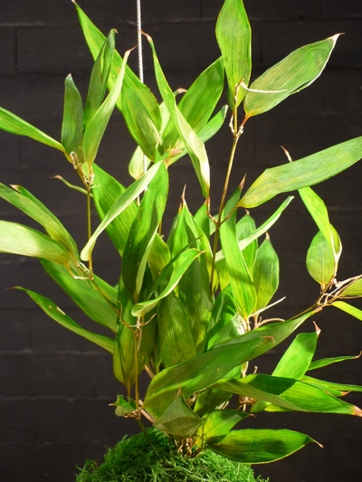 kokedama bambou