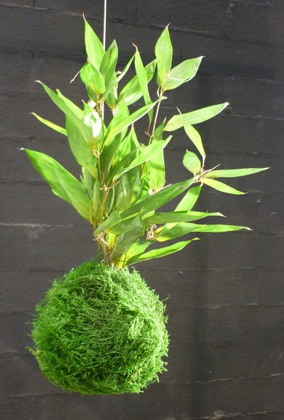 kokedama bambou