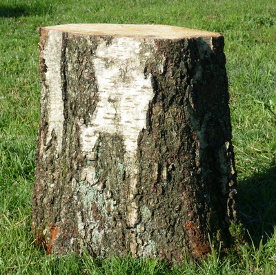 tabouret en tronc de bouleau