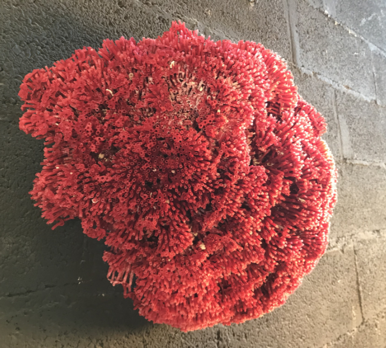 Red tubipora coral cushion shape