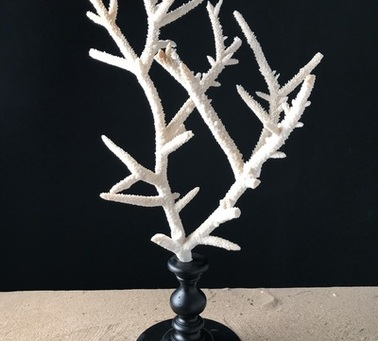Spécimen De Branche De Corail Noir Naturel D'Indonésie - 159 Gr - Déco Ou Collection
