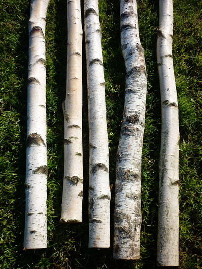 Birchwood trunks 2.5m long and 10cm diameter