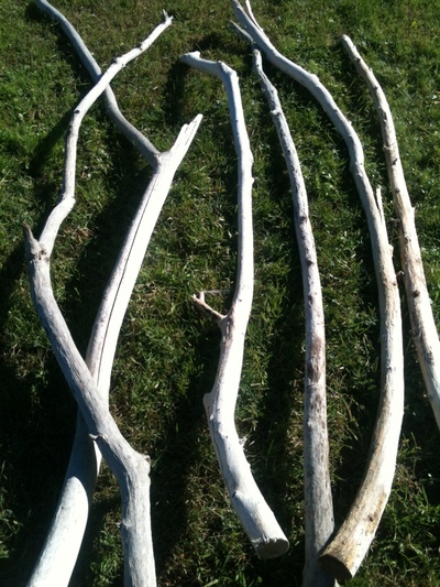 Driftwood branches from 3m to 4m high and 5-7 cm diameter