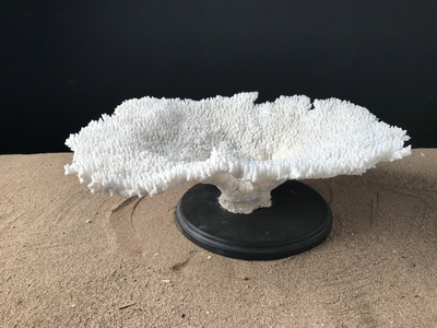 Coral table 40cmx32cm