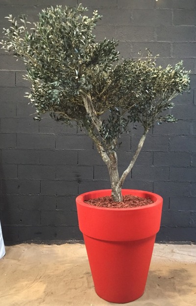 Stabilized olive tree (2m)
