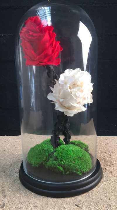 White rose and red rose under globe