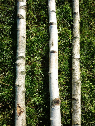Birchwood trunks 2.5m long and 5-7cm diameter